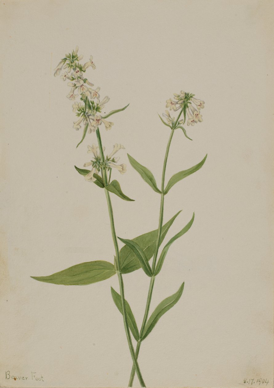 Žlutý Penstemon Penstemon confertus, 1904. od Mary Vaux Walcott