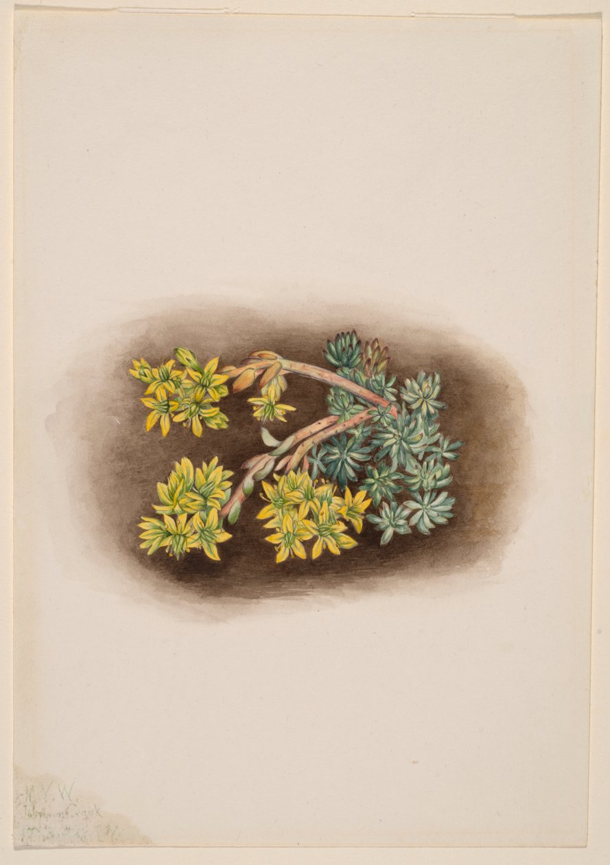 Rozchodník žlutý (Sedum stenopetalum) od Mary Vaux Walcott