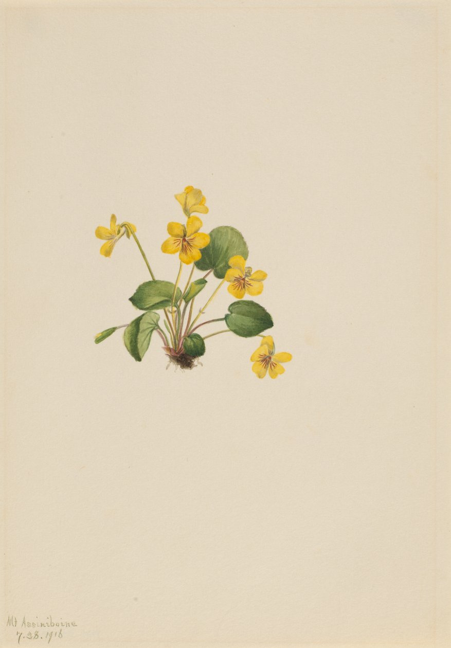 Žlutá fialka (Viola orbiculata) od Mary Vaux Walcott