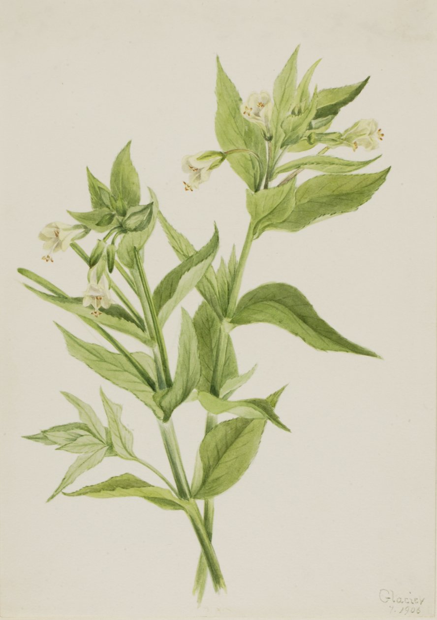 Vrbovka žlutá Epilobium lutem, 1906. od Mary Vaux Walcott