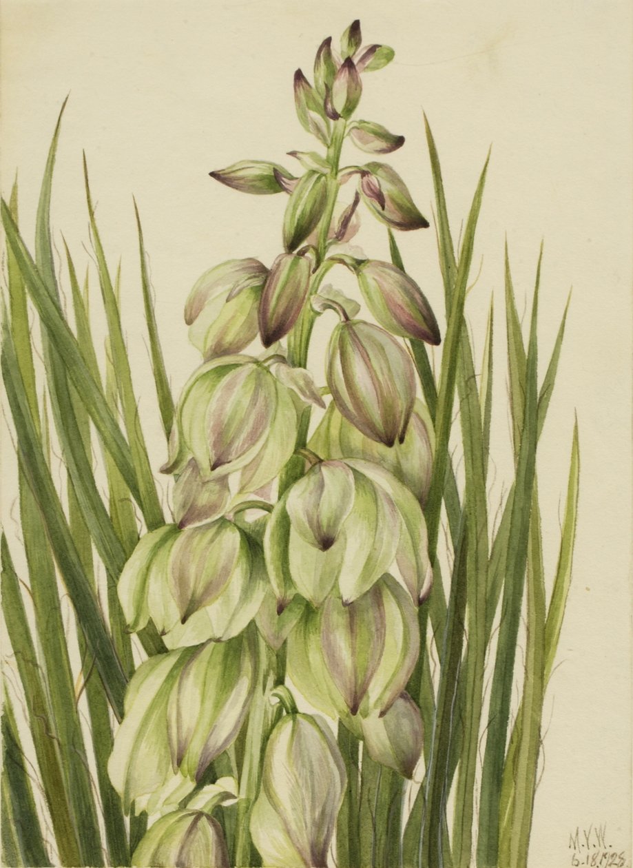 Juka (Yucca baileyi) od Mary Vaux Walcott