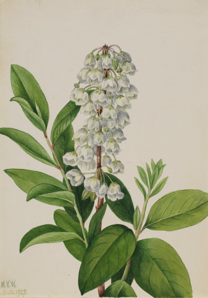 Zenobia (Zenobia cassinifolia) od Mary Vaux Walcott