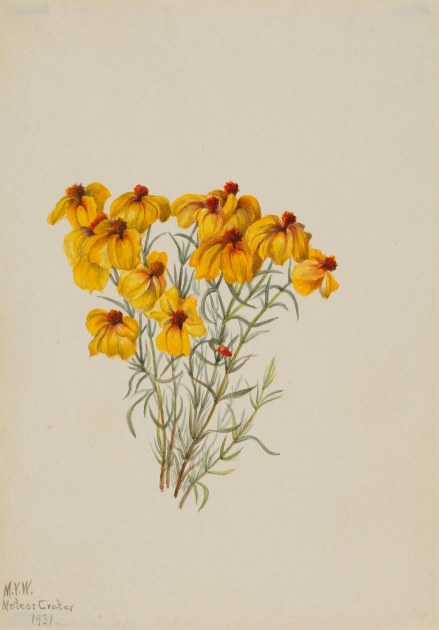 Zinnia (Zinnia grandiflora) od Mary Vaux Walcott