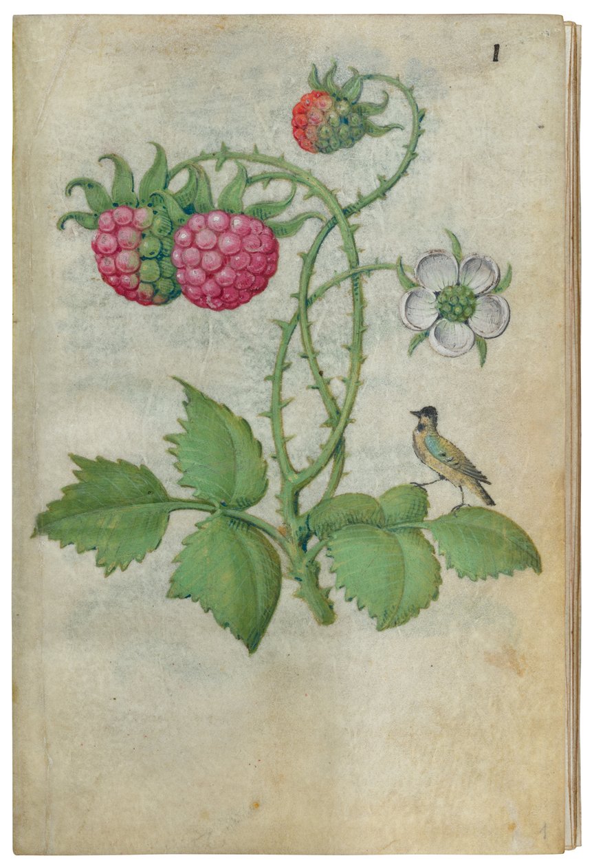 Kniha květinových studií, ca. 1510-1515. od Master of Claude de France