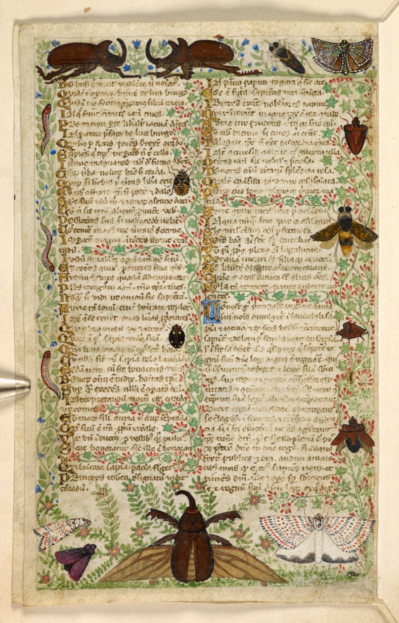 Přidat. 28841, f.4v: Můry a rohatí brouci, z Pojednání o ctnostech a neřestech a anonymní prozaická historie Sicílie (fragment), kolem 1330-40 (vellum) od Master of the Cocharelli Codex