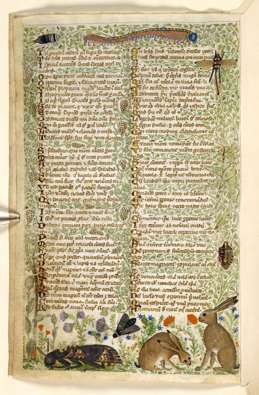 Přidat. 28841, f.6v: Králíci a hmyz, včetně housenky, vážky a můry, z Pojednání o ctnostech a neřestech a anonymní historie prózy Sicílie (fragment), kolem 1330-40 (vellum) od Master of the Cocharelli Codex