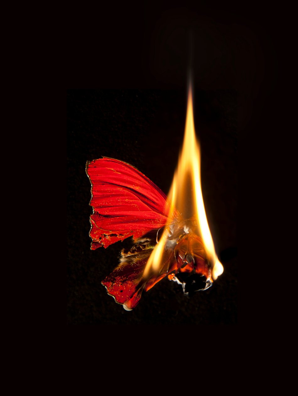 Hořící motýl 18, 2013 (Lambda print) od Mat Collishaw