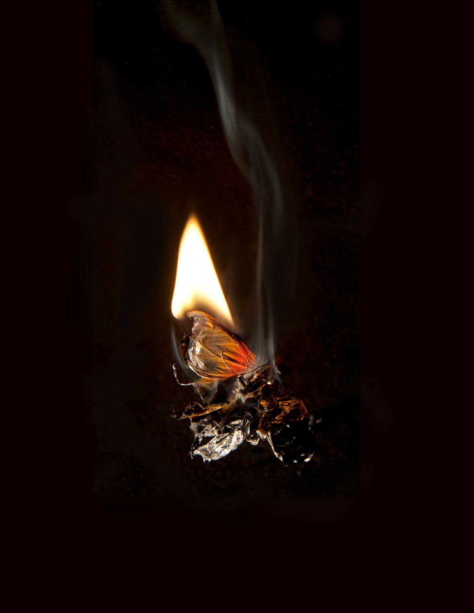 Hořící motýl 19, 2013 (Lambda print) od Mat Collishaw