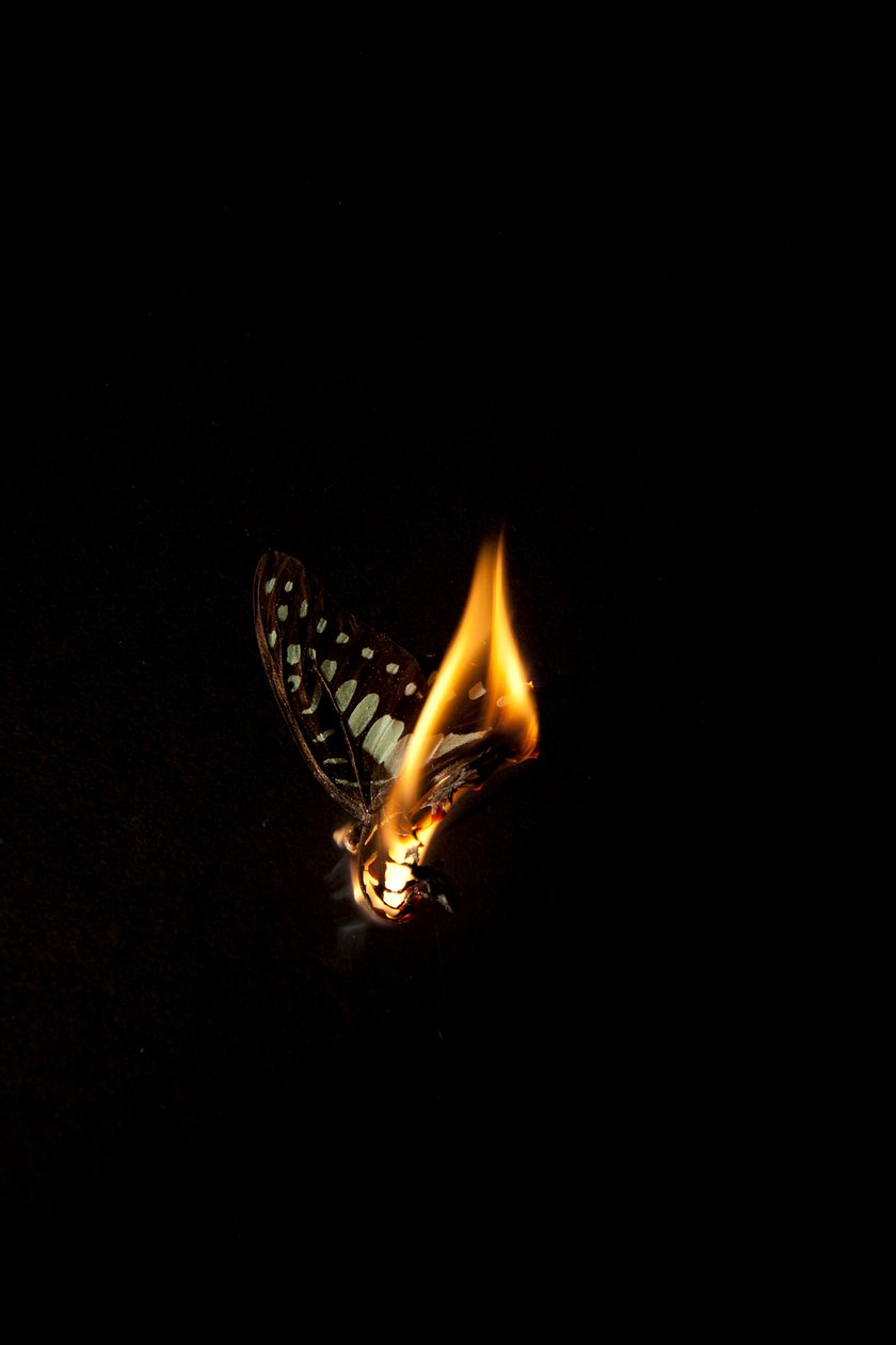 Hořící motýl 1, 2013 (Lambda print) od Mat Collishaw