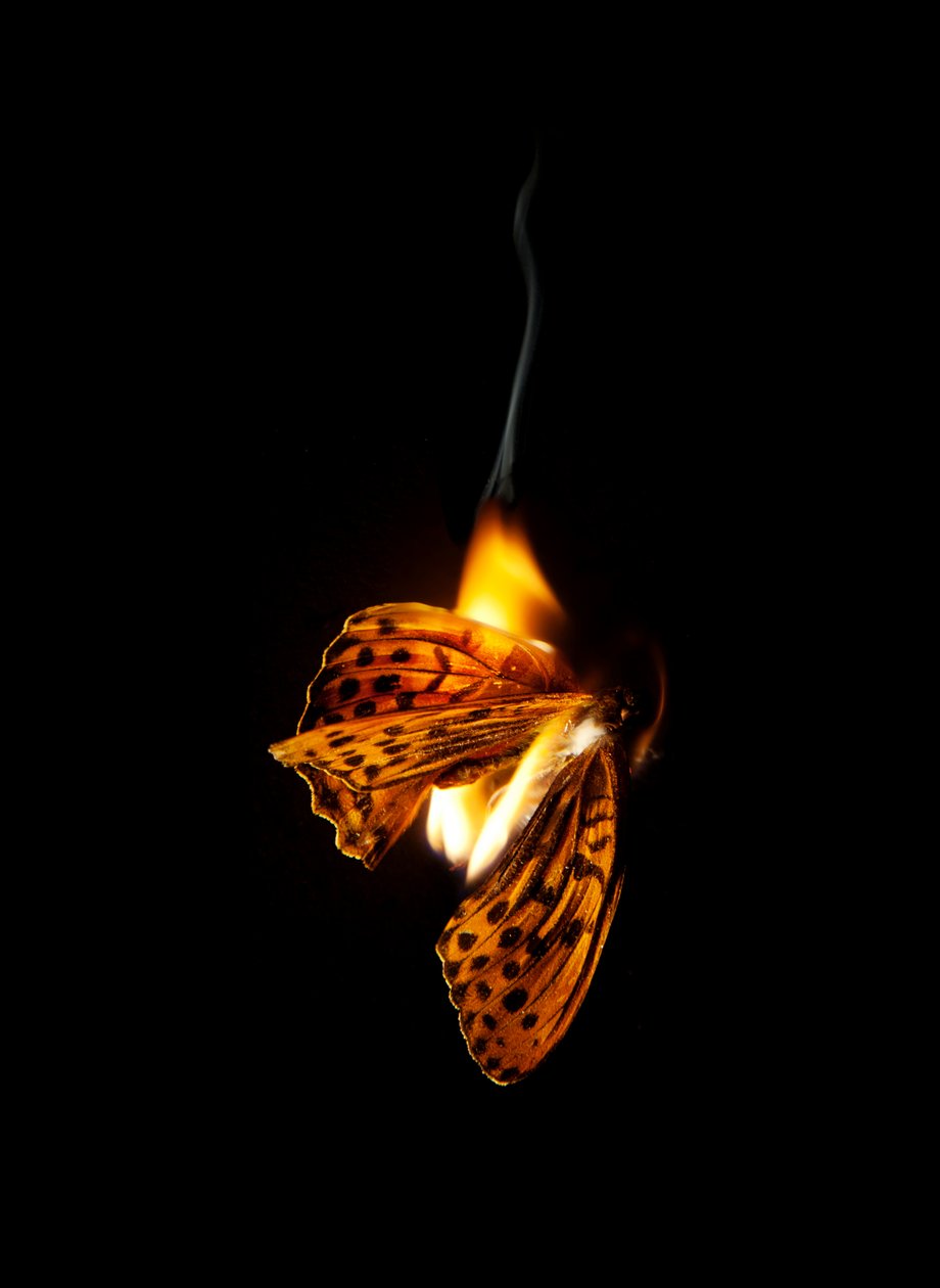 Hořící motýl 25, 2013 (Lambda print) od Mat Collishaw