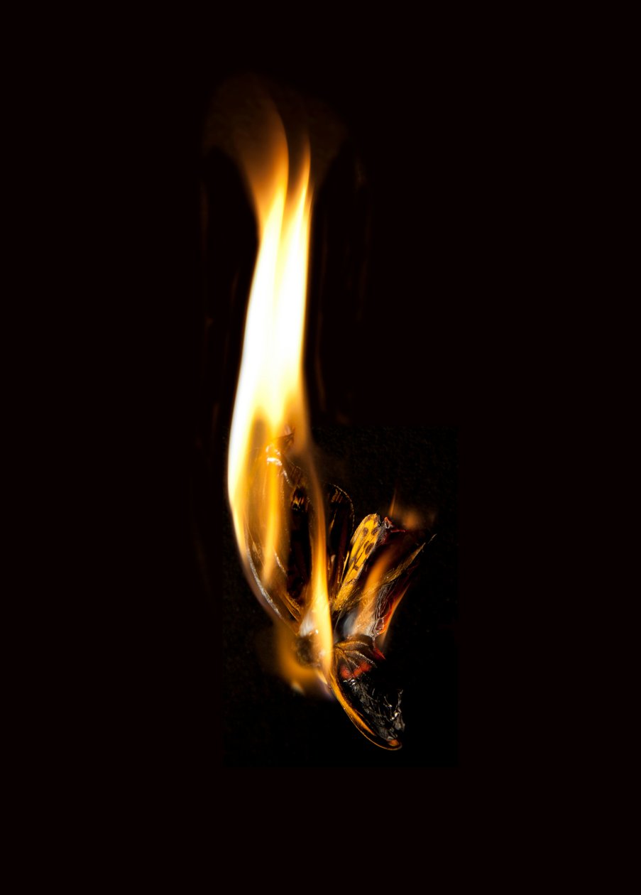 Hořící motýl 2, 2013 (Lambda print) od Mat Collishaw