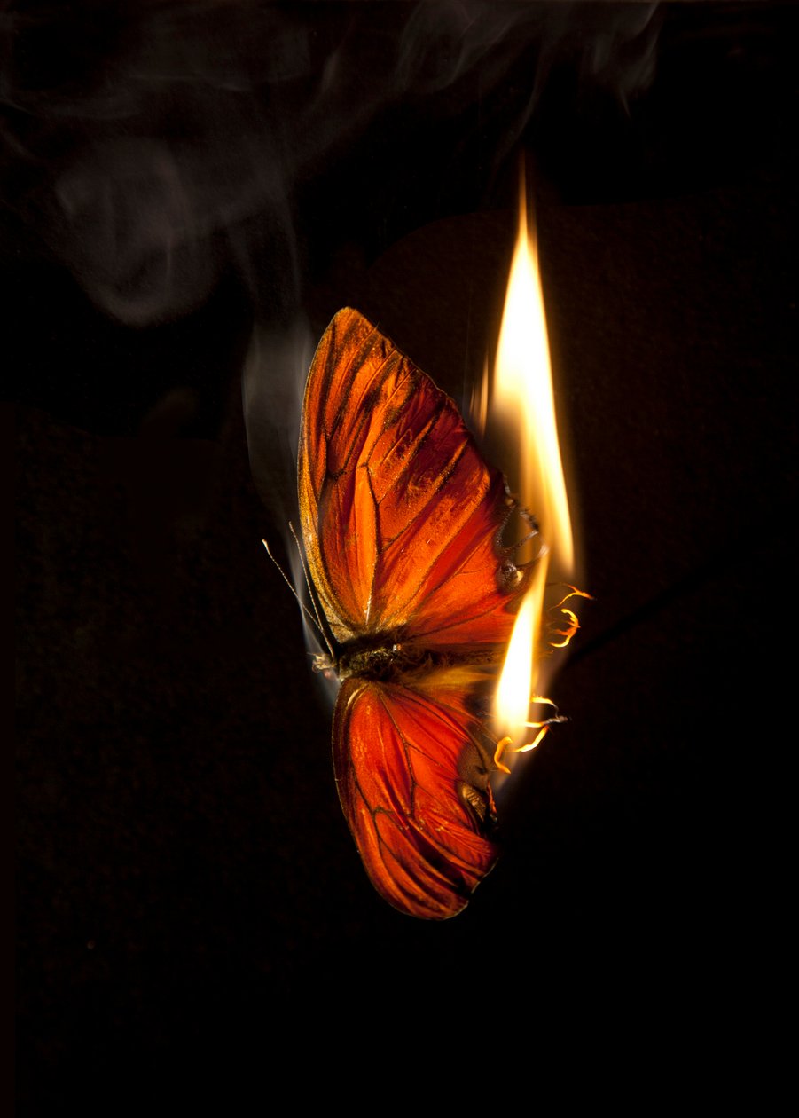 Hořící motýl 2, 2013 (Lambda print) od Mat Collishaw