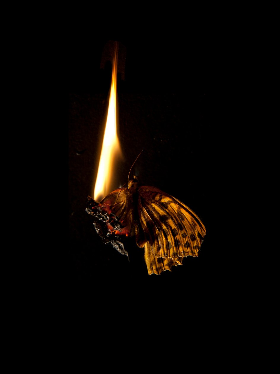 Hořící motýl 6, 2013 (Lambda print) od Mat Collishaw