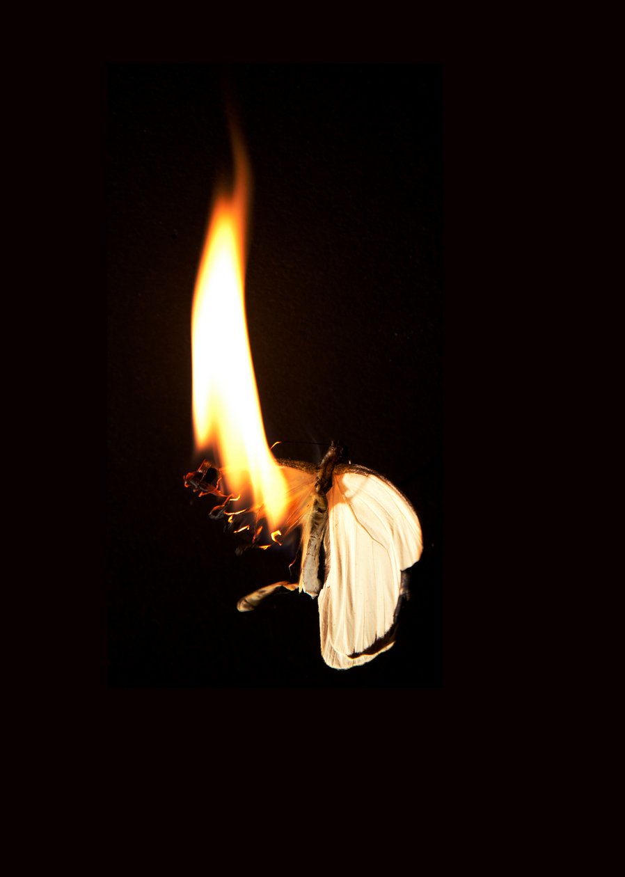 Hořící motýl 7, 2013 (Lambda print) od Mat Collishaw