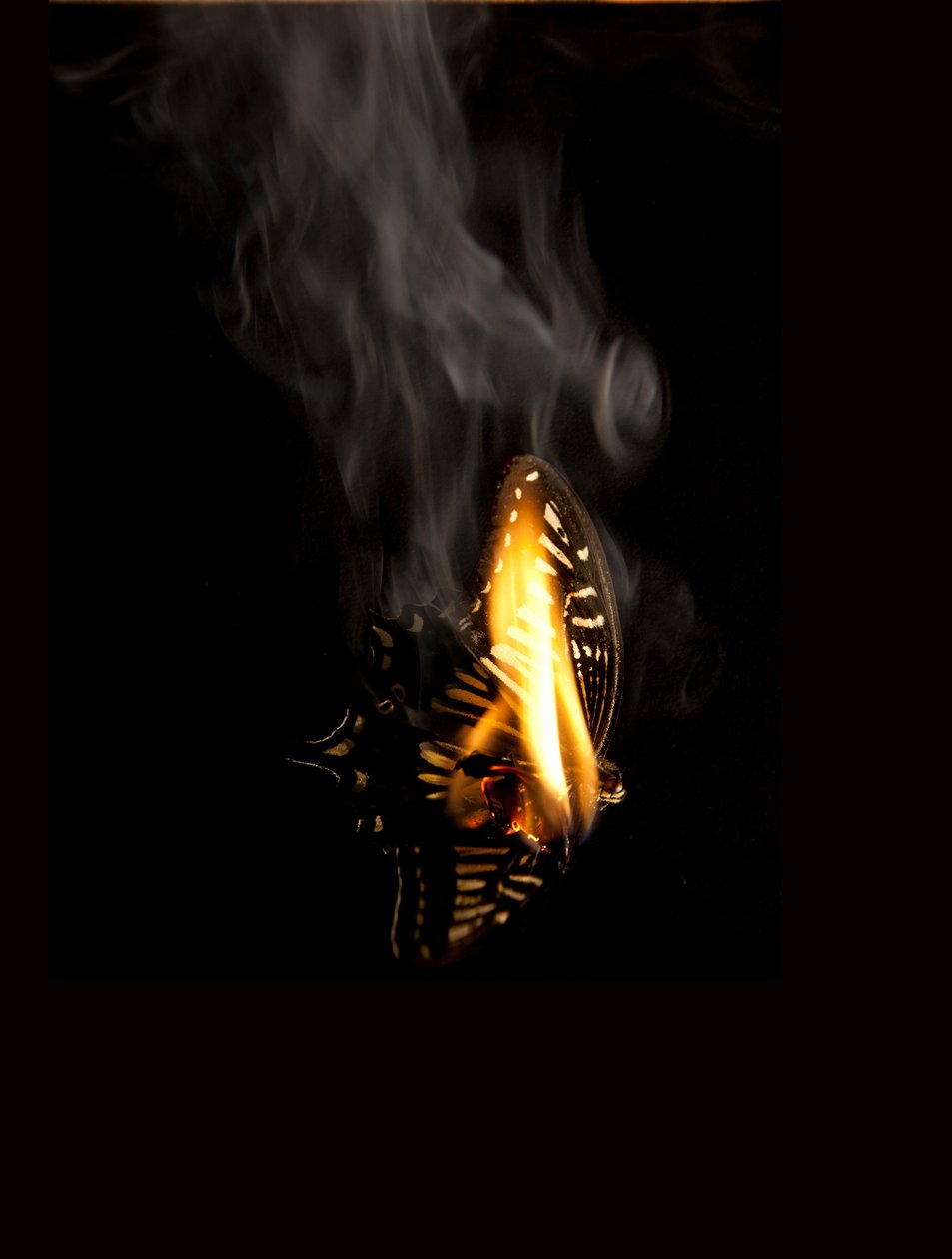 Hořící motýl 9, 2013 (Lambda print) od Mat Collishaw