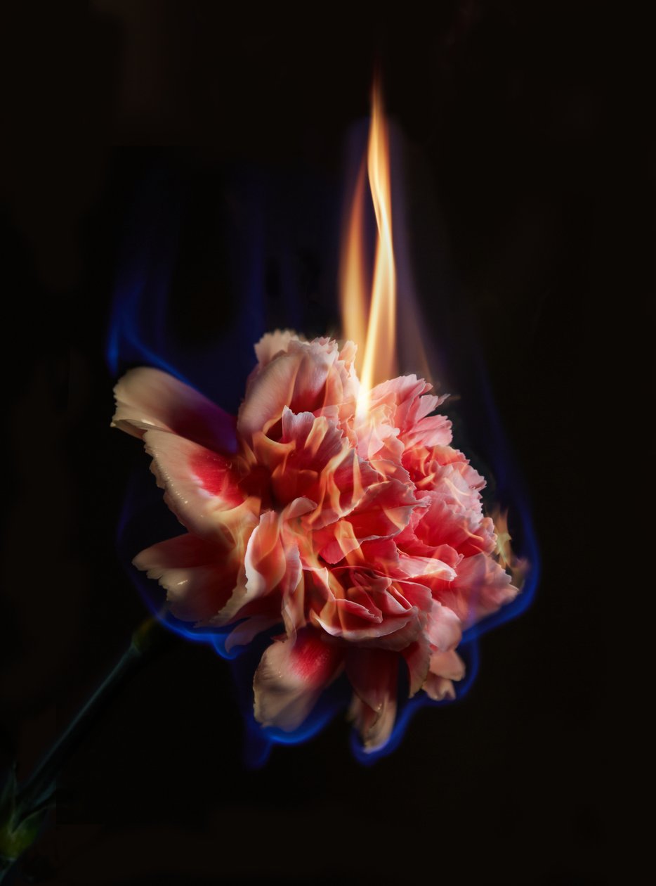 Effigy, 2013 (fotografie typu C) od Mat Collishaw