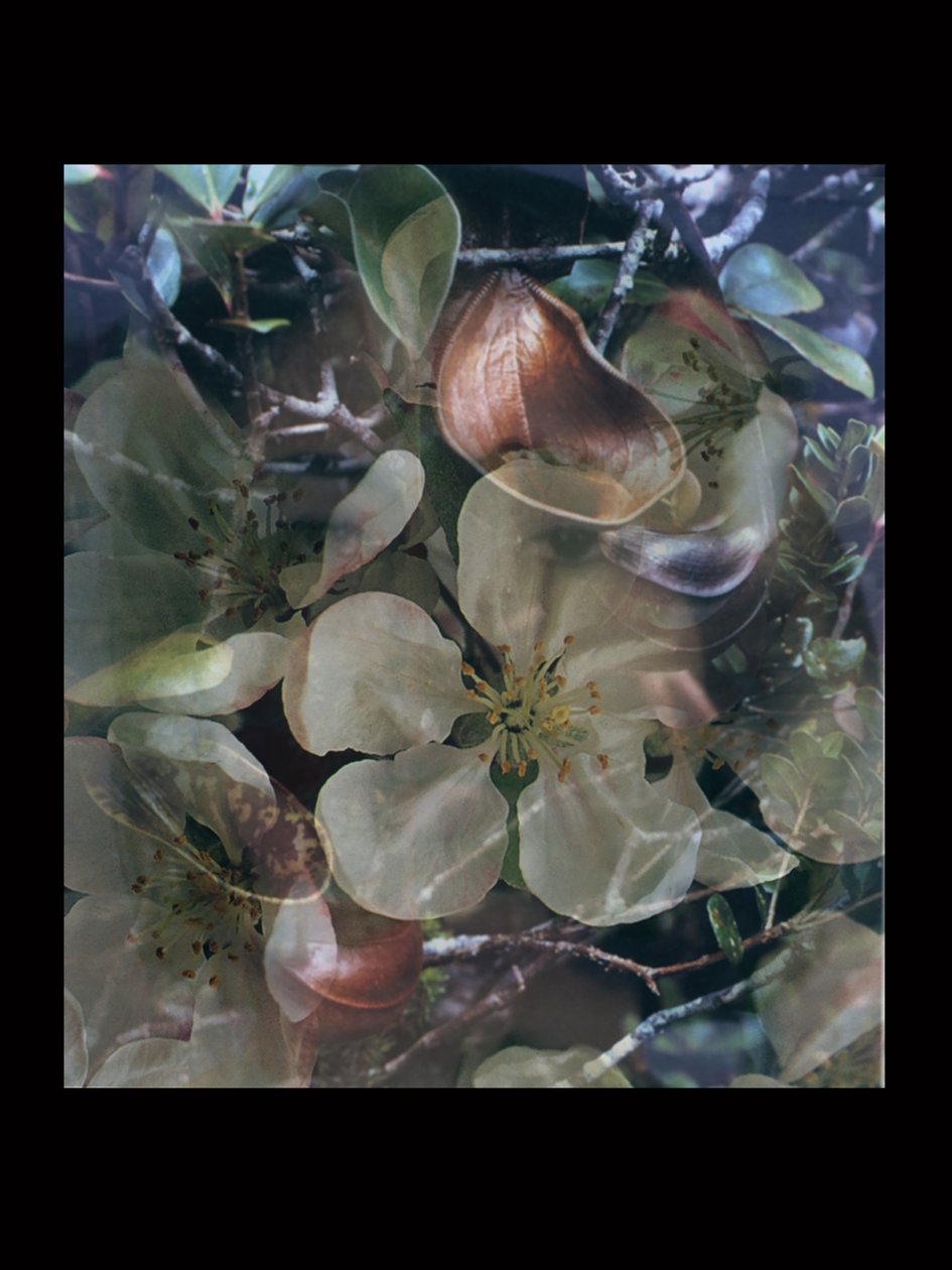 Flesheaters 5 od Mat Collishaw