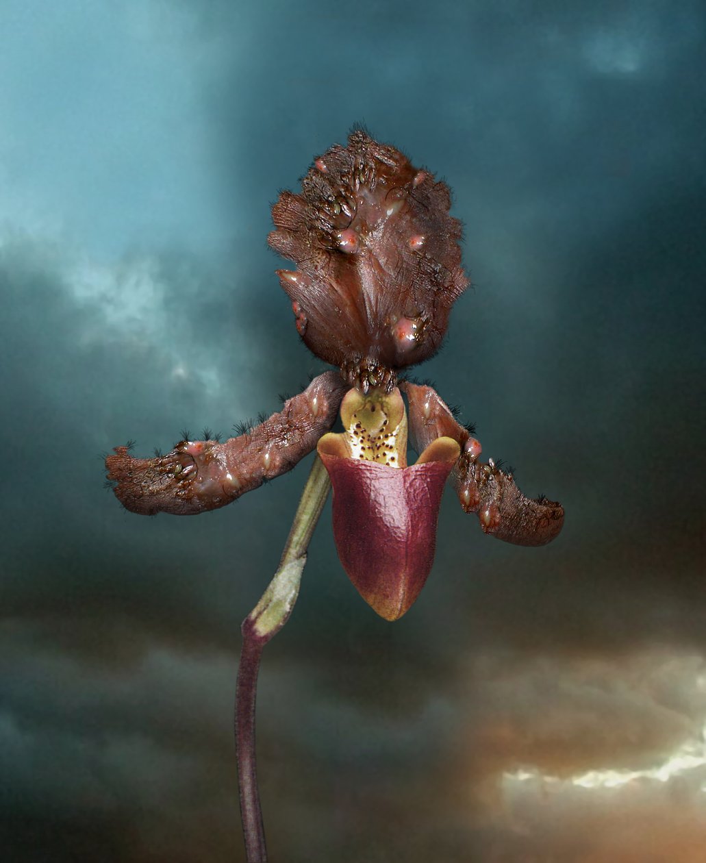 Infekční květiny, Orchidej 2, 2005 (C-type print) od Mat Collishaw