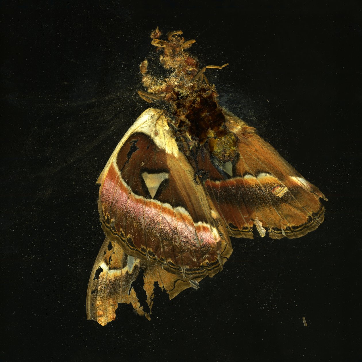 Insekticid 11, 2006 (fotografie typu C) od Mat Collishaw