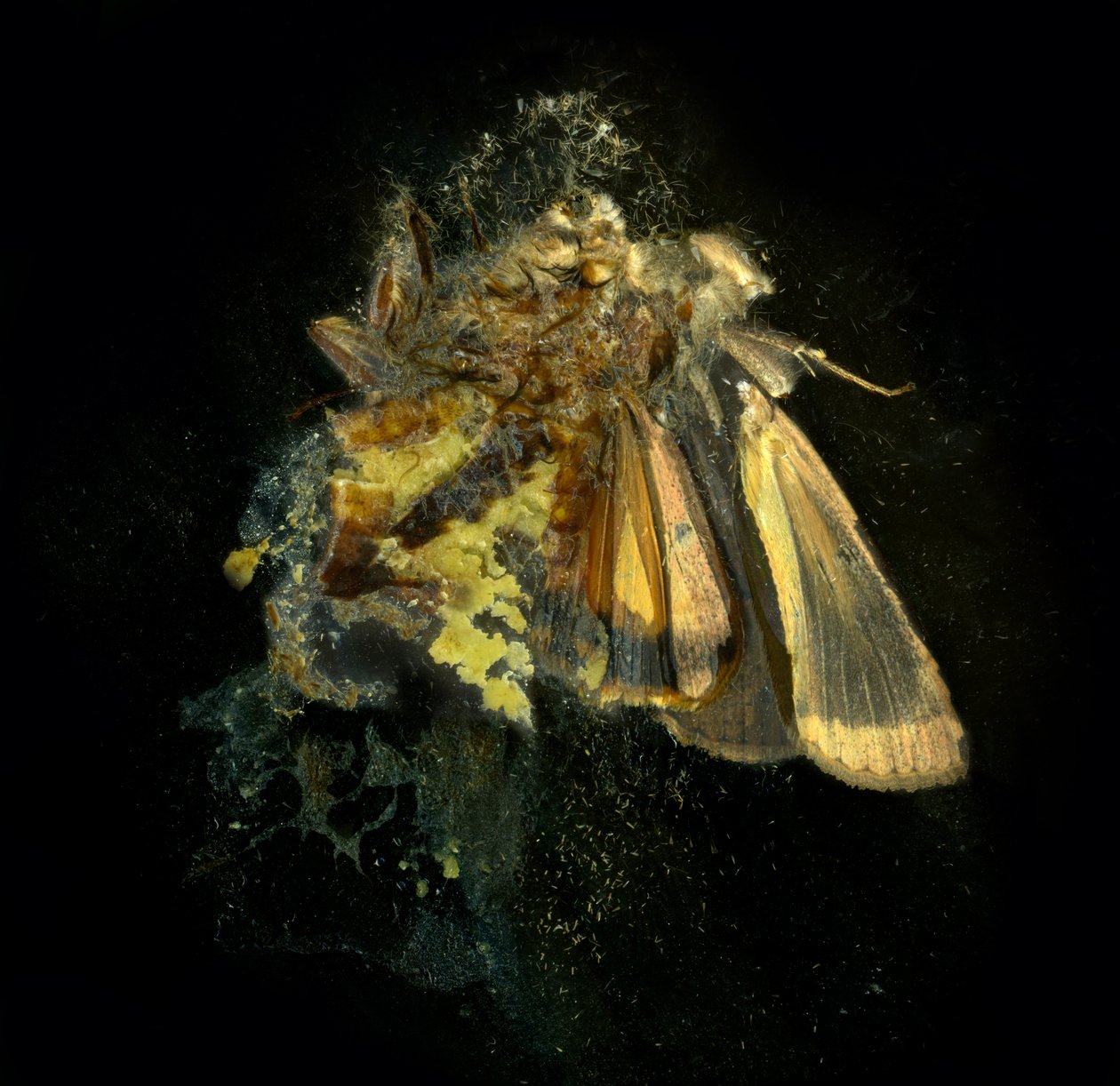 Insekticid 12, 2006 (fotografie typu C) od Mat Collishaw