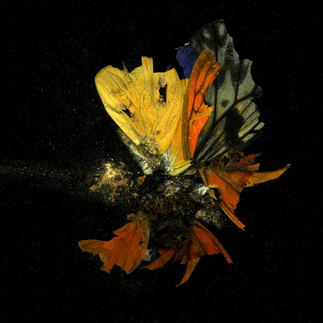 Insekticid 13, 2009 (fotografie typu C) od Mat Collishaw