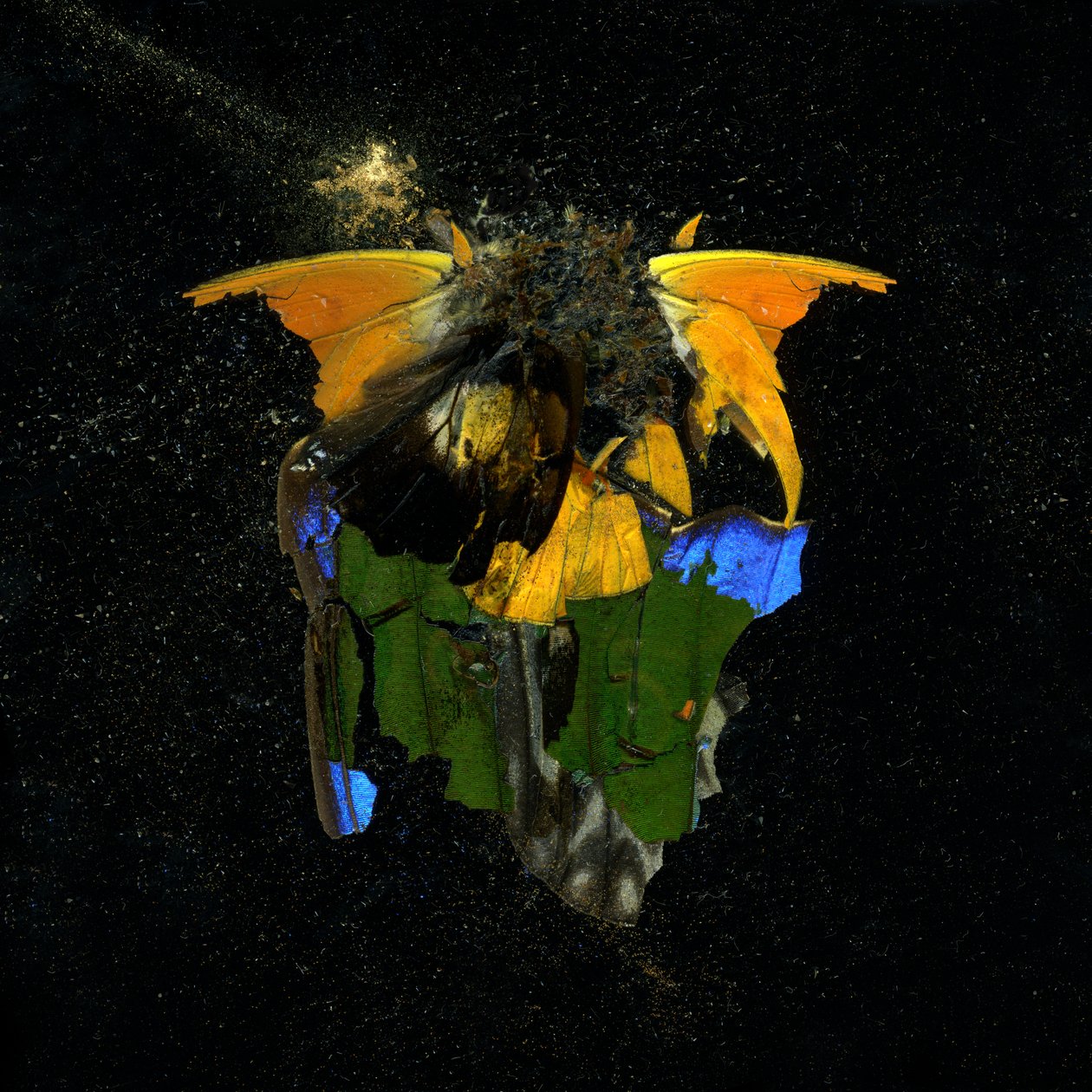 Insekticid 14, 2009 (fotografie typu C) od Mat Collishaw
