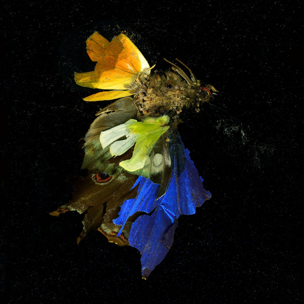 Insekticid 15, 2009 (fotografie typu C) od Mat Collishaw