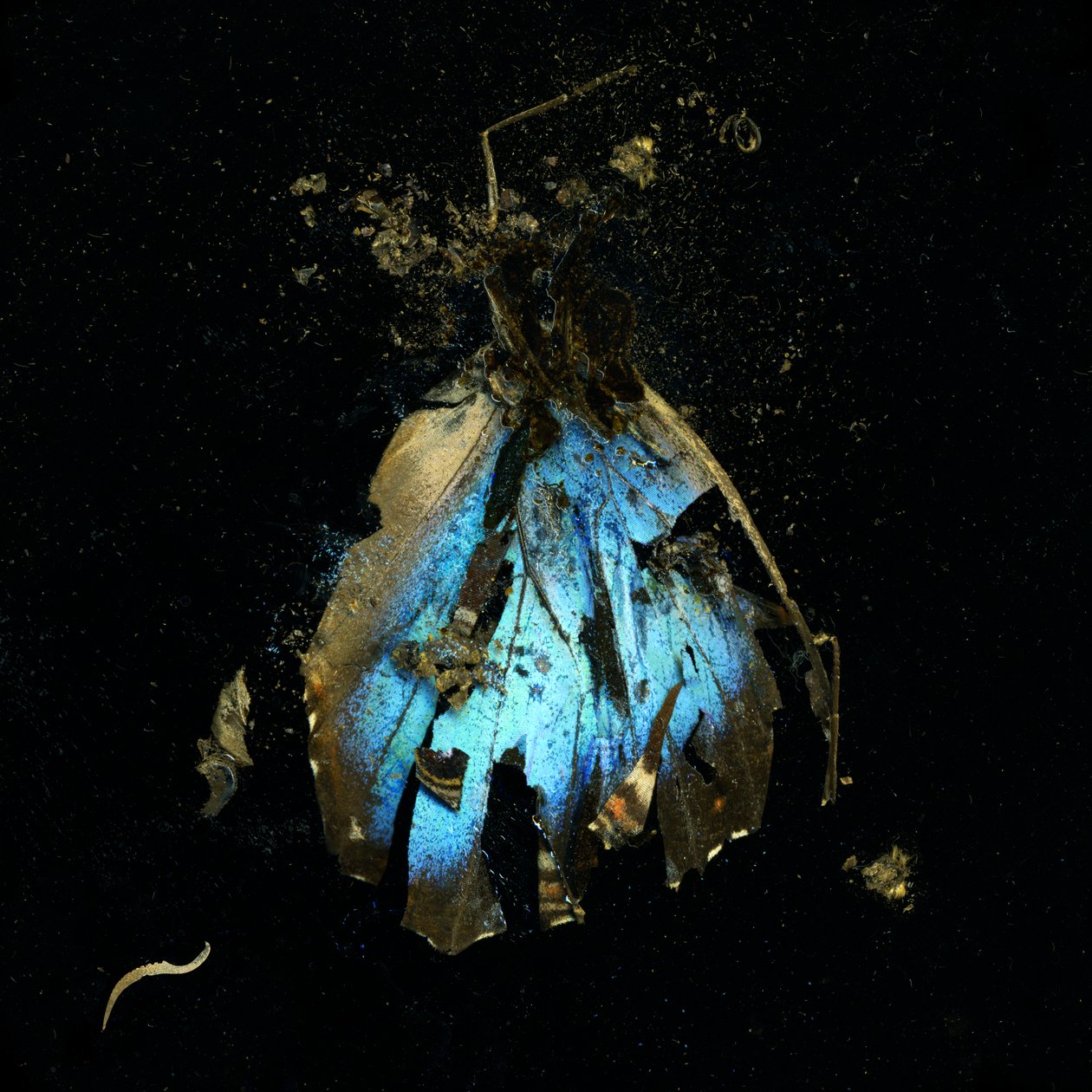 Insekticid 16, 2009 (fotografie typu C) od Mat Collishaw