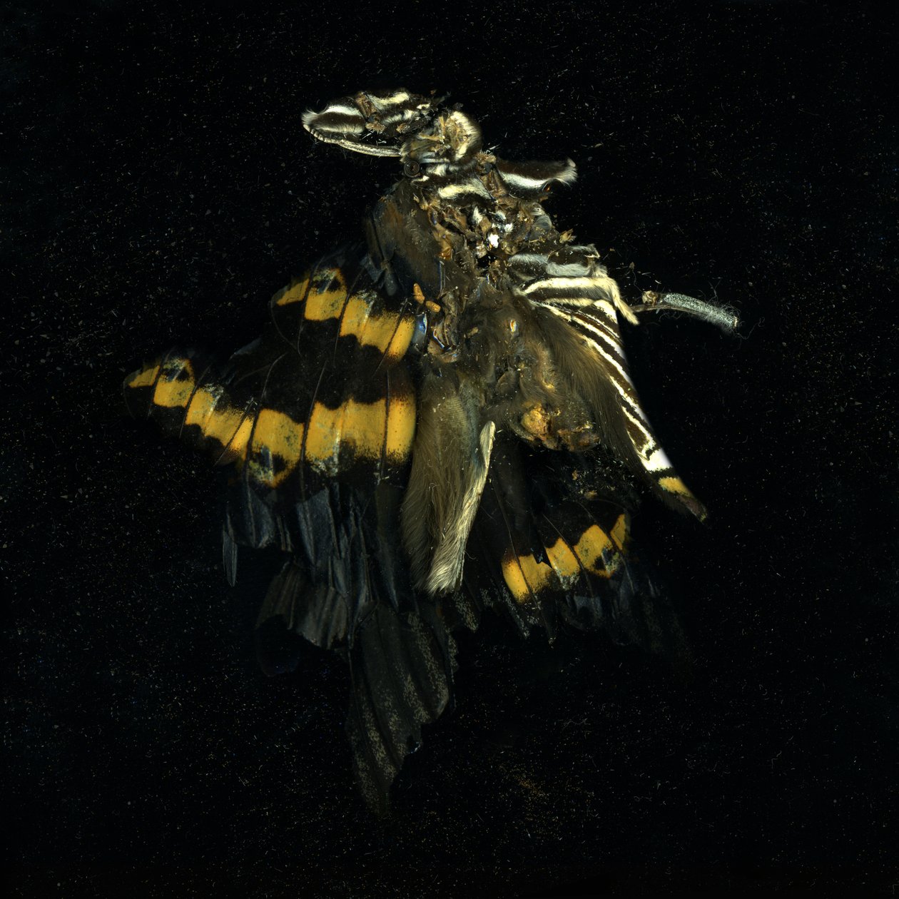 Insekticid 17, 2009 (fotografie typu C) od Mat Collishaw