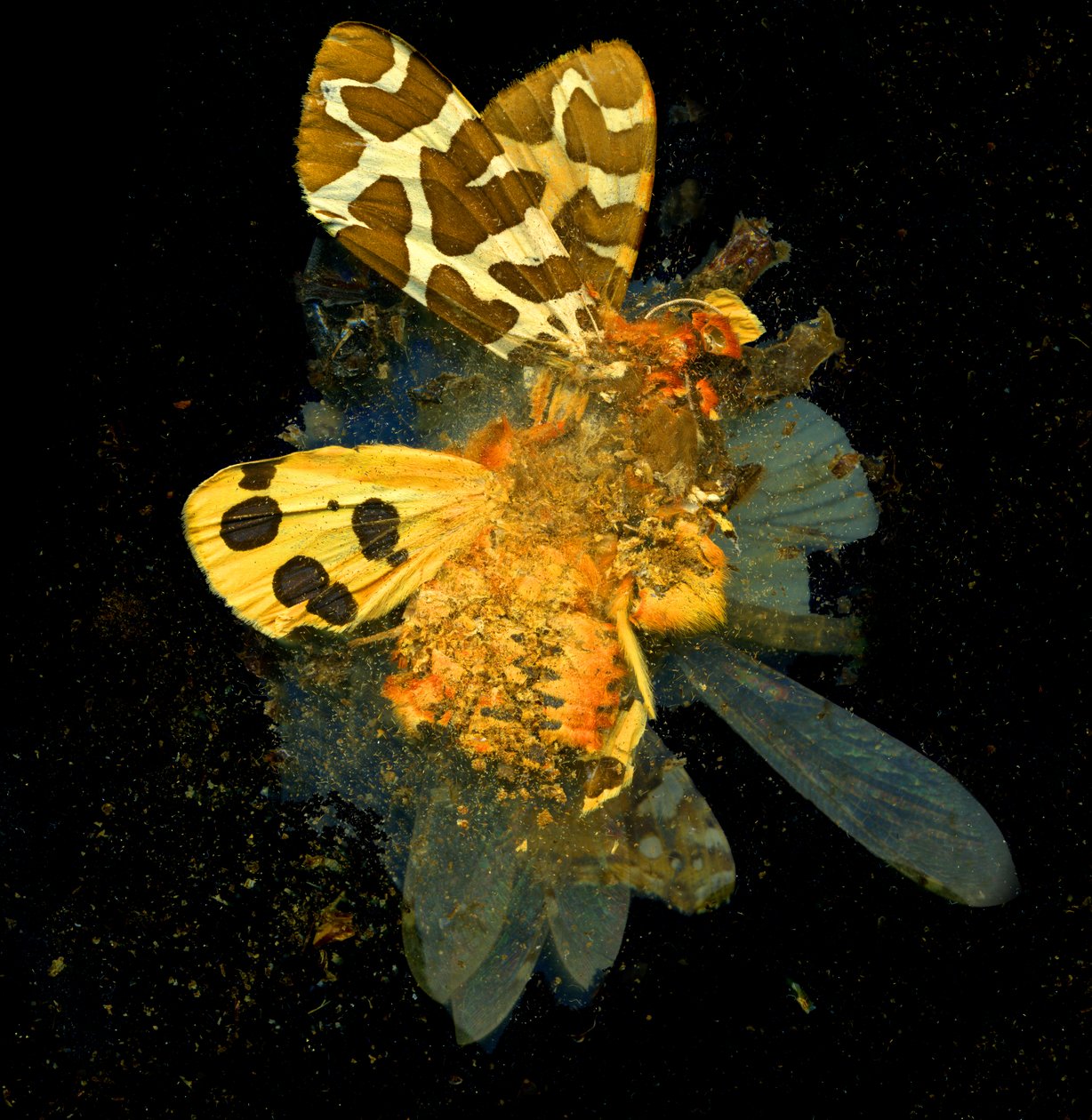 Insekticid 24, 2008 (fotografie typu C) od Mat Collishaw