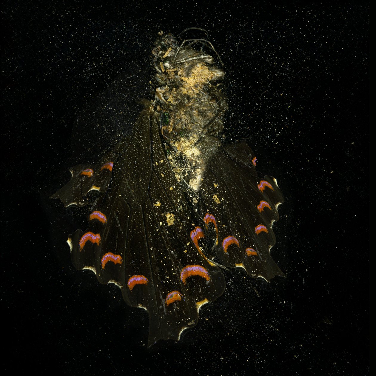 Insekticid 28, 2011 (fotografie typu C) od Mat Collishaw