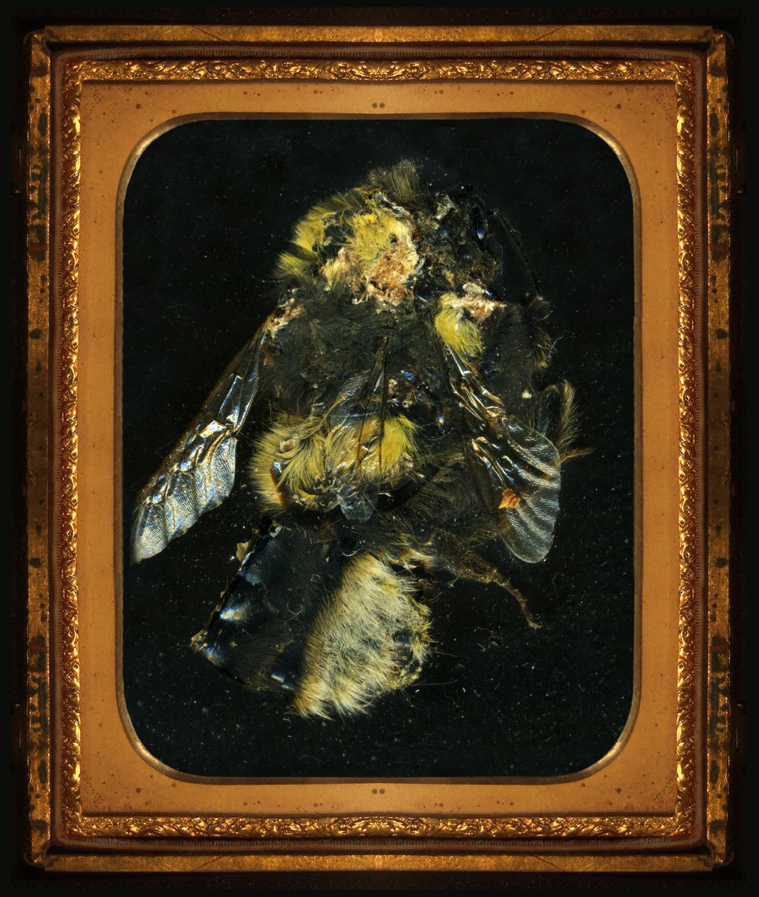 Insekticid 2, 2006 (fotografie typu C) od Mat Collishaw