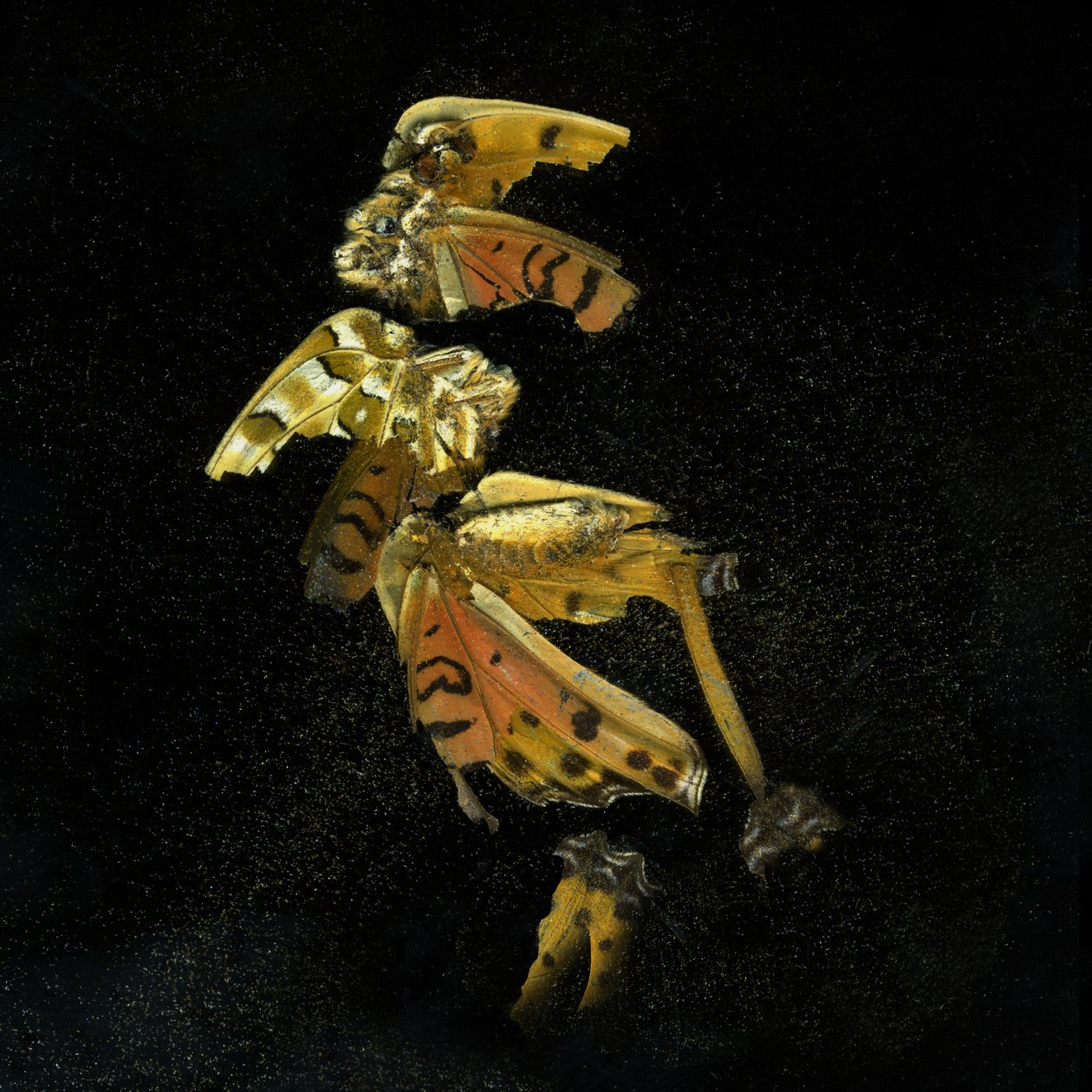 Insekticid 35, 2011 (fotografie typu C) od Mat Collishaw