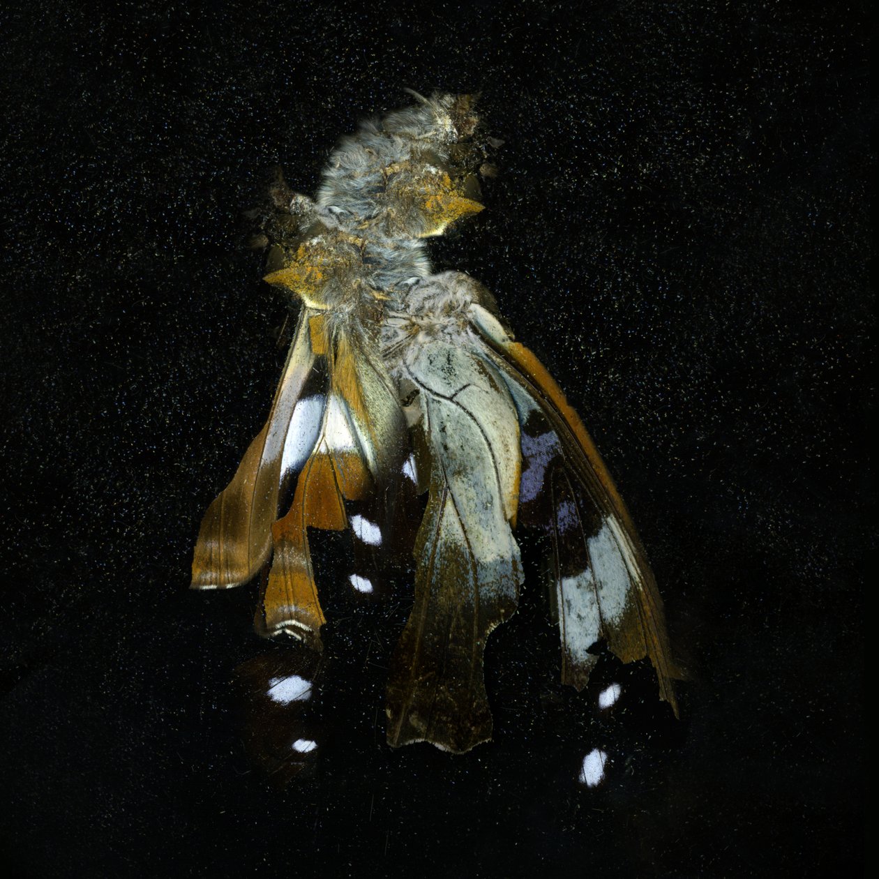 Insekticid 38, 2011 (fotografie typu C) od Mat Collishaw