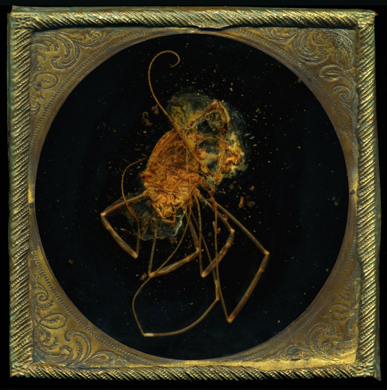 Insekticid 5, 2006 (fotografie typu C) od Mat Collishaw