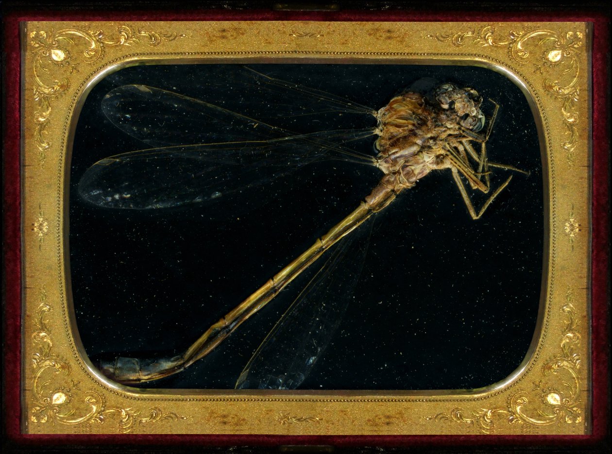 Insekticid 7, 2006 (fotografie typu C) od Mat Collishaw