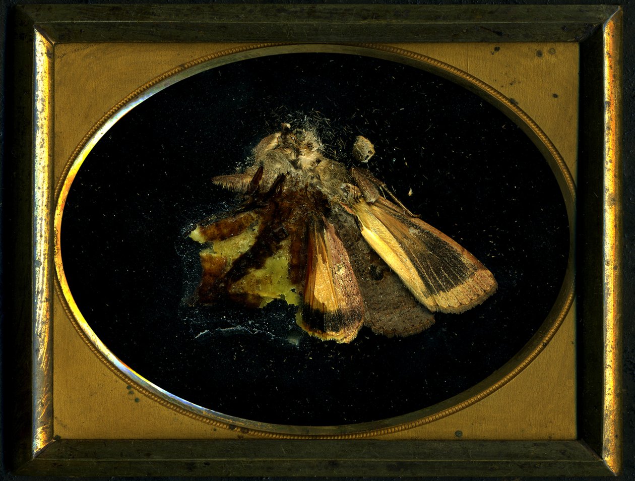 Insekticid 8, 2006 (fotografie typu C) od Mat Collishaw