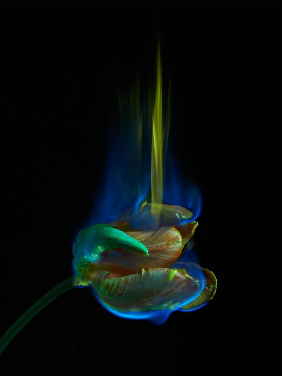 Otrávená stránka, 2013 (fotografie typu C) od Mat Collishaw