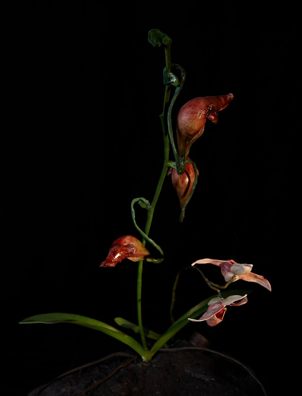 Venal Muse, Lafage, 2012 (pryskyřice, emailová barva, dřevo, sklo, ocel) od Mat Collishaw