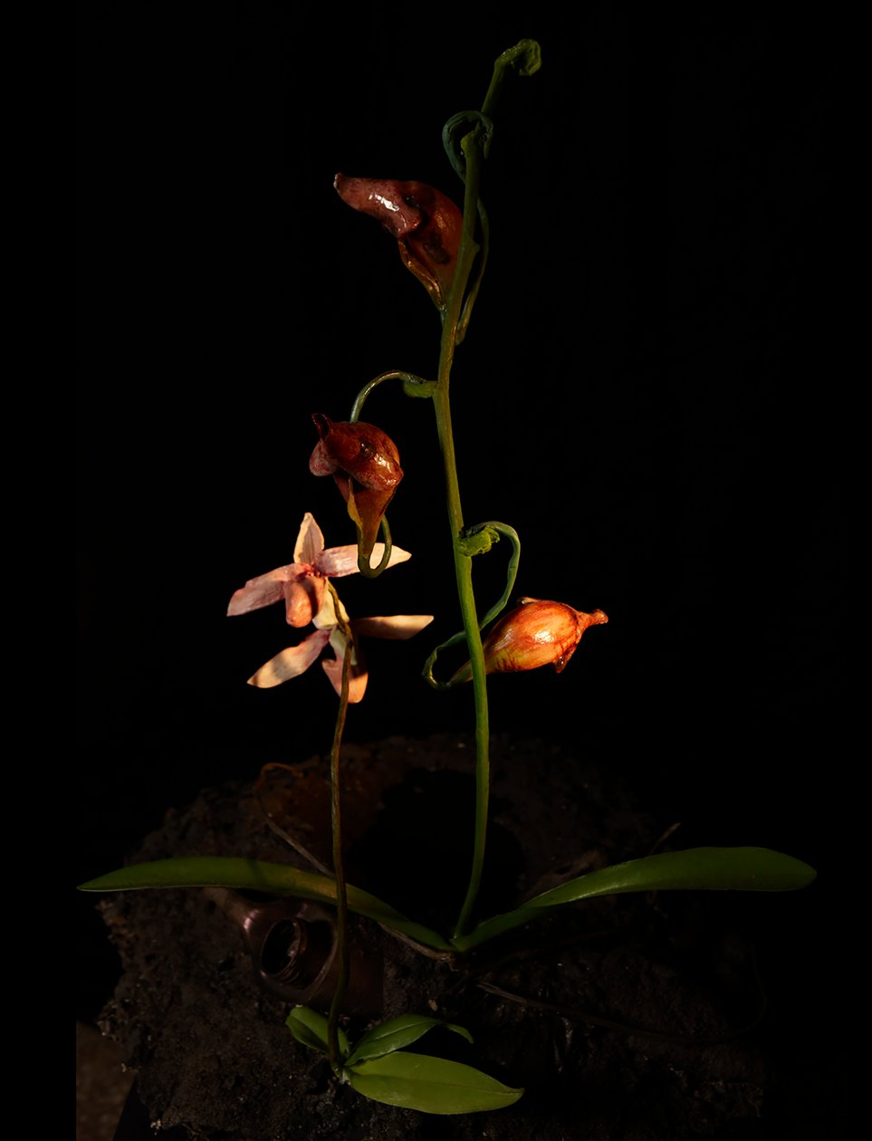 Venal Muse, Lafage, 2012 (pryskyřice, emailová barva, dřevo, sklo, ocel) od Mat Collishaw