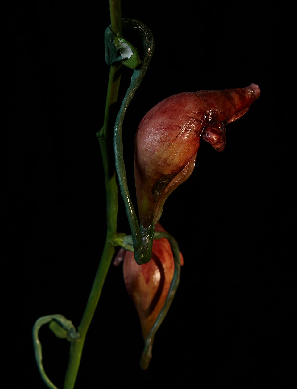 Venal Muse, Lafage, 2012 (pryskyřice, emailová barva, dřevo, sklo, ocel) od Mat Collishaw