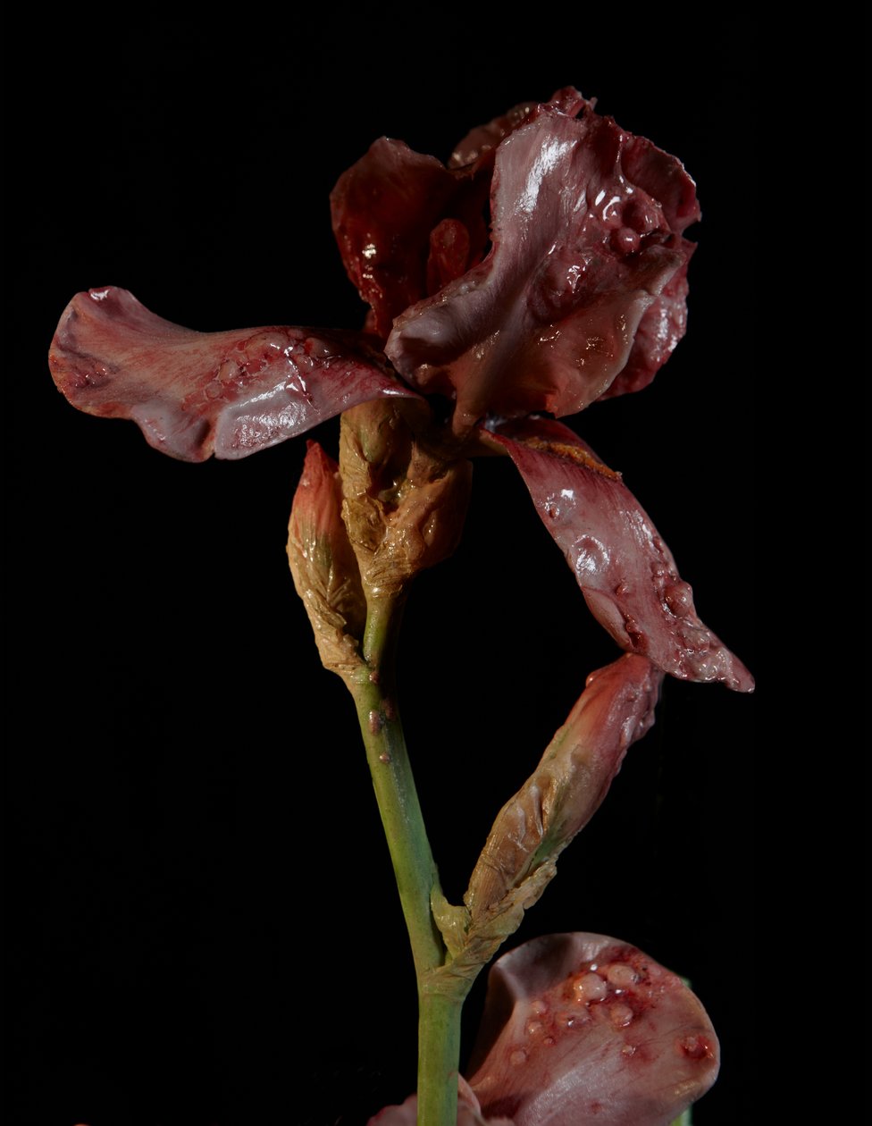 Venal Muse, Viridor, 2012 (pryskyřice, emailová barva, dřevo, sklo, ocel) od Mat Collishaw