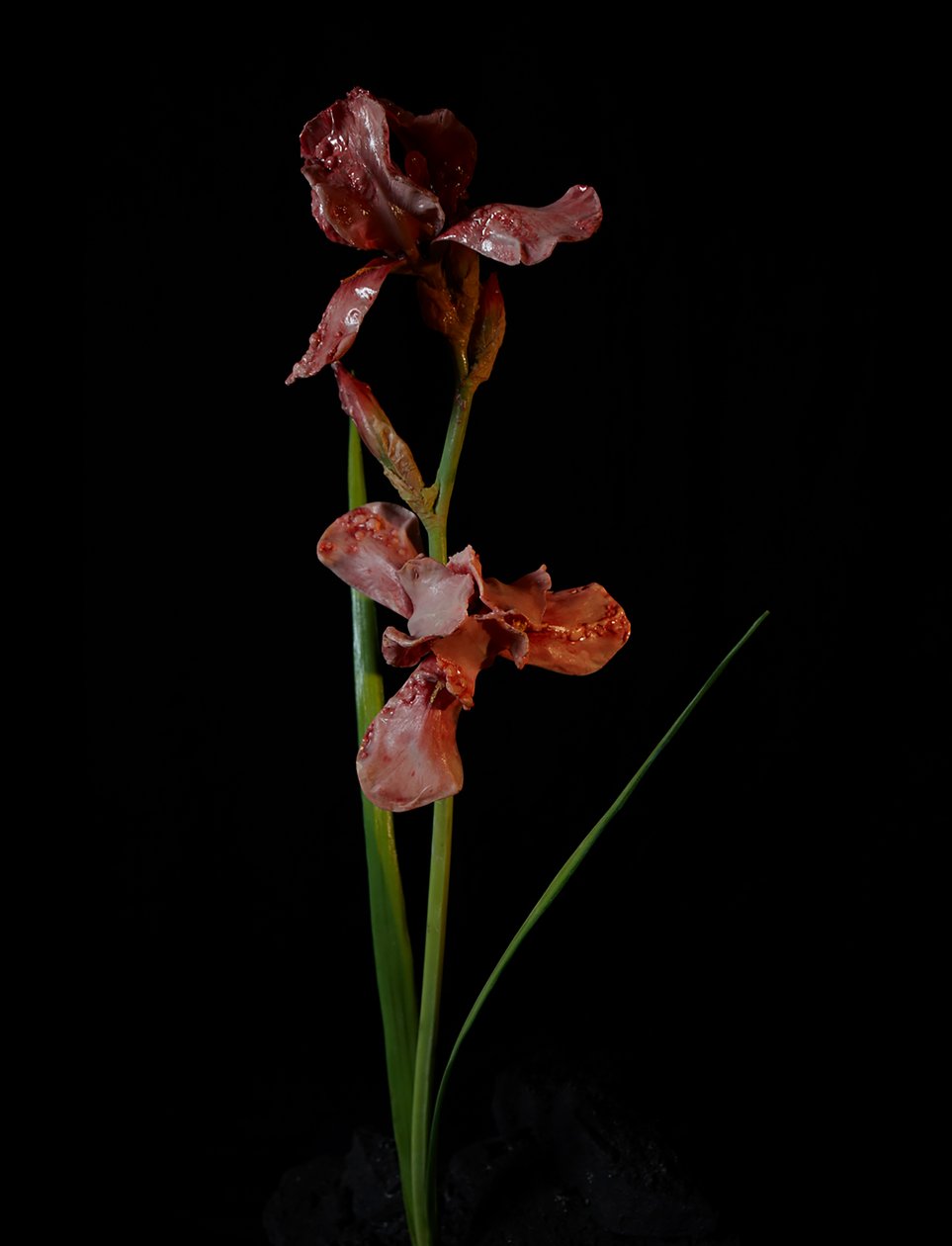Venal Muse, Viridor, 2012 (pryskyřice, emailová barva, dřevo, sklo, ocel) od Mat Collishaw
