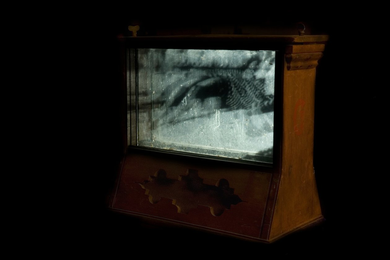Červík, 2009 (dřevo, sklo, ocel, projektor a přehrávač) od Mat Collishaw