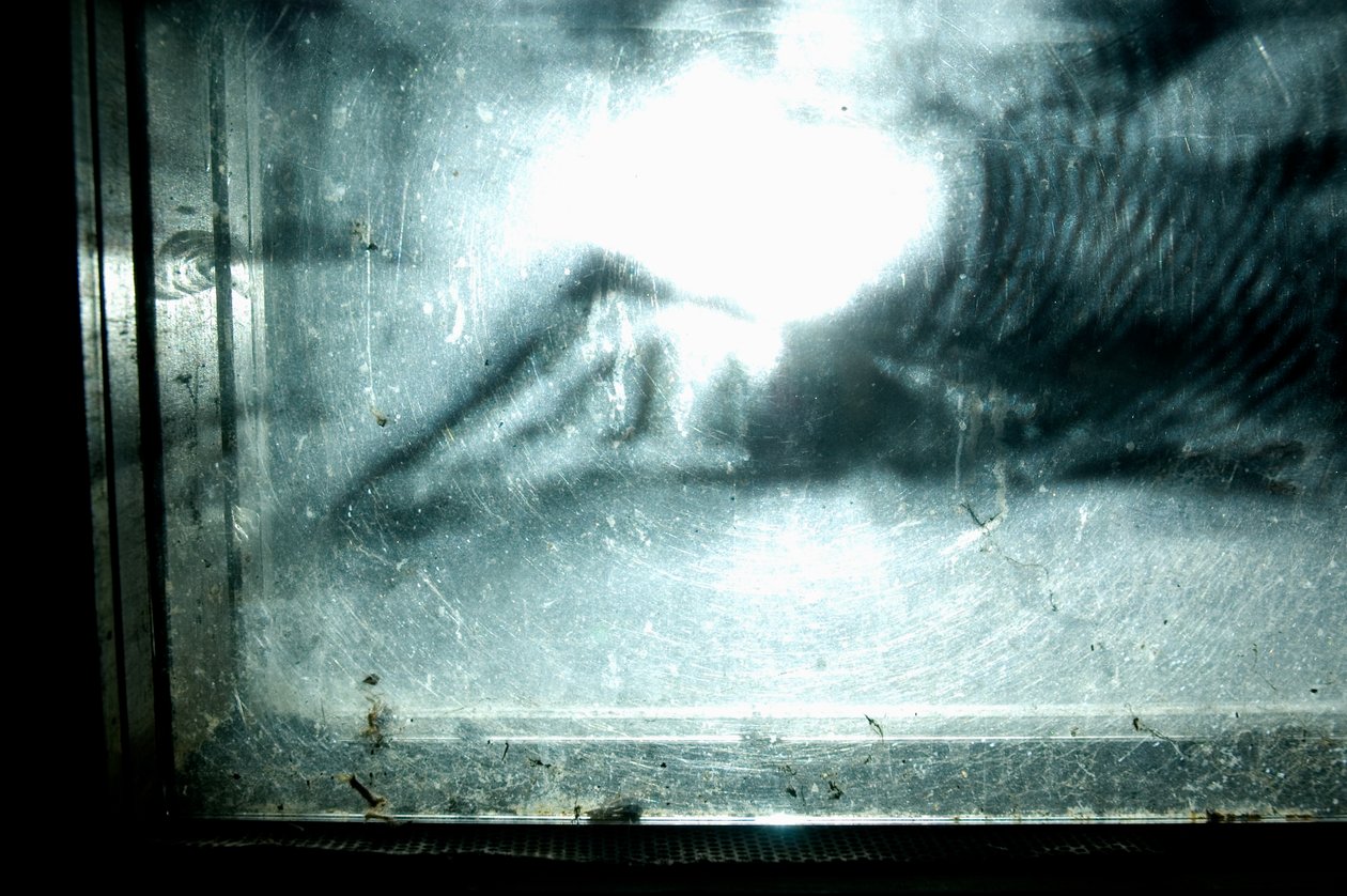Červík, 2009 (dřevo, sklo, ocel, projektor a přehrávač) od Mat Collishaw