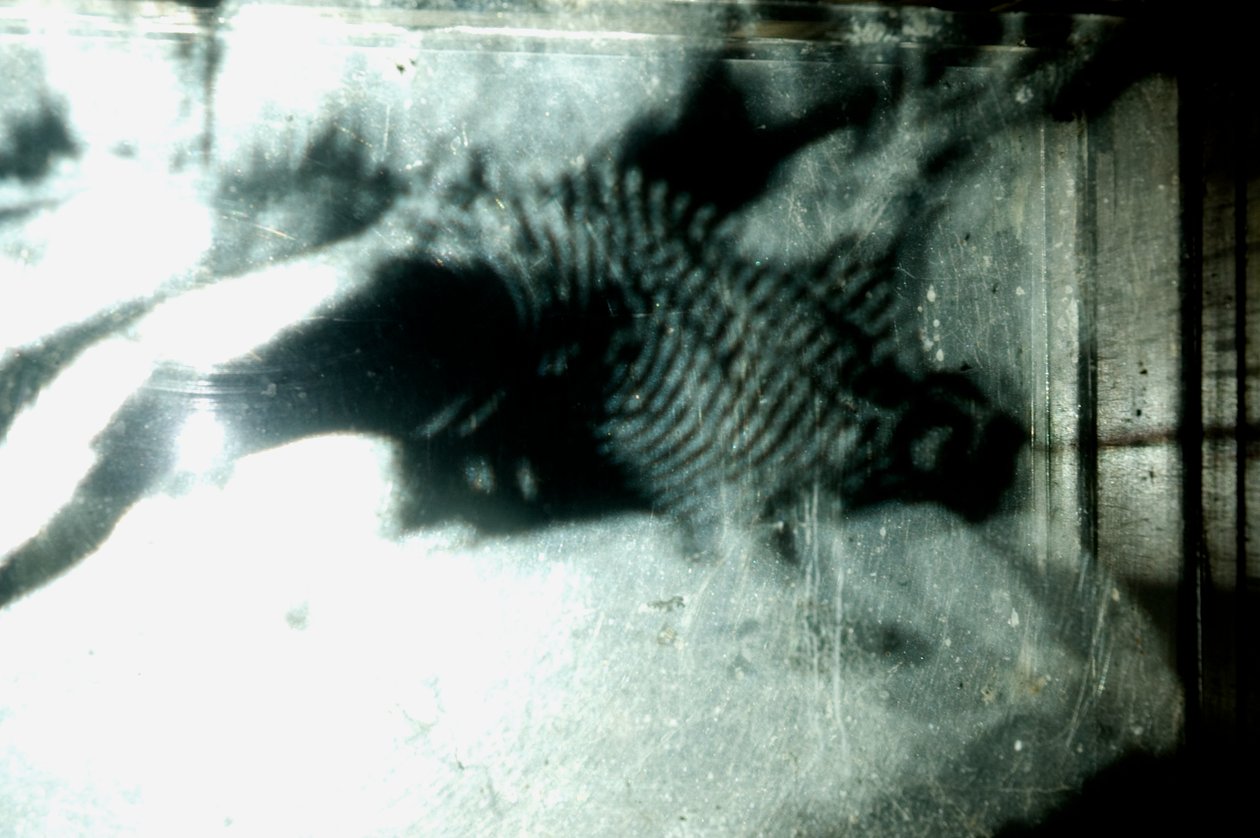 Červík, 2009 (dřevo, sklo, ocel, projektor a přehrávač) od Mat Collishaw