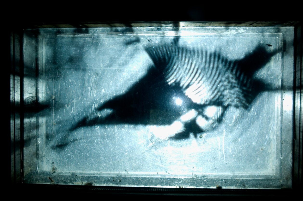 Červík, 2009 (dřevo, sklo, ocel, projektor a přehrávač) od Mat Collishaw