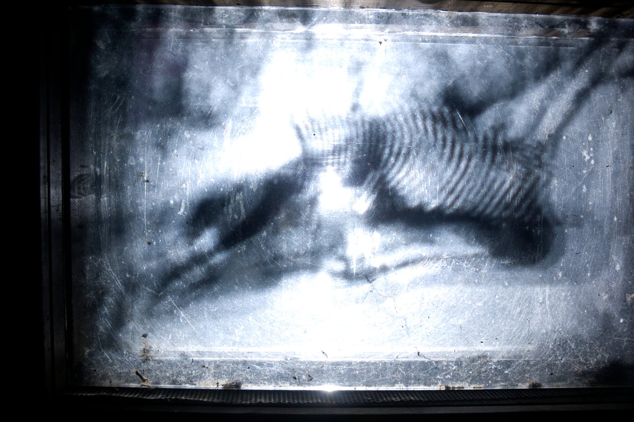 Červík, 2009 (dřevo, sklo, ocel, projektor a přehrávač) od Mat Collishaw