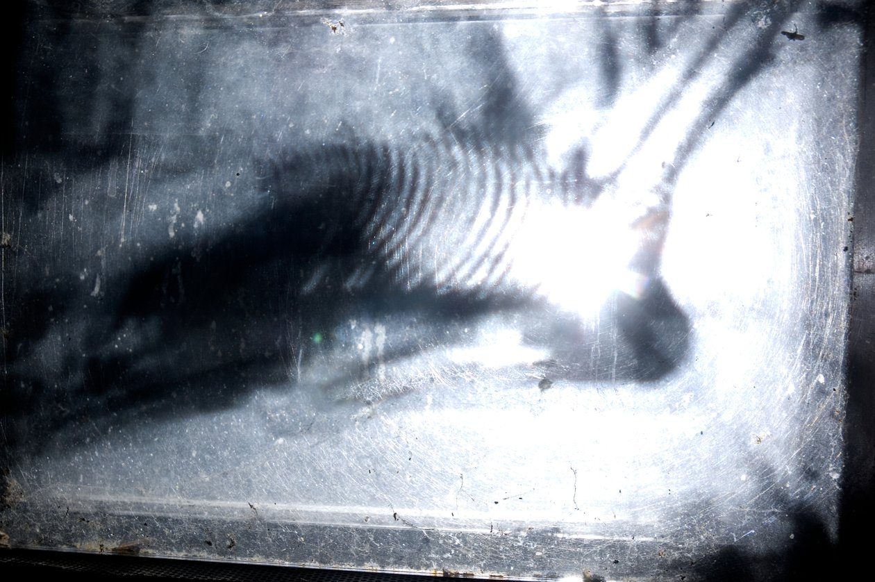 Červík, 2009 (dřevo, sklo, ocel, projektor a přehrávač) od Mat Collishaw