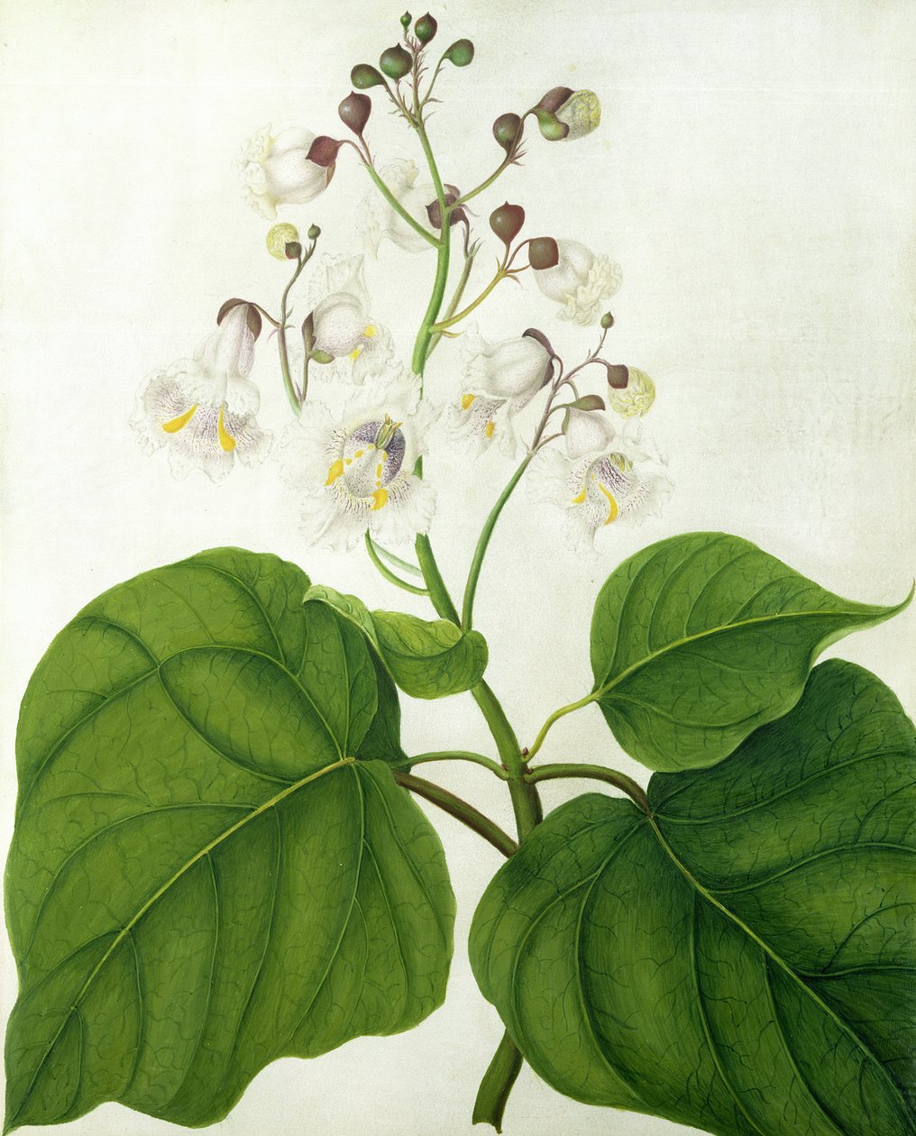 Catalpa Speciosa (wc a kvaš přes tužku na pergamenu) od Matilda Conyers
